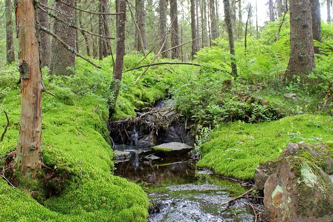 Hiking trail in the lush Nordmarka forest near Oslo