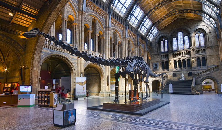The grand Hintze Hall of the Natural History Museum in London, featuring a towering dinosaur skeleton.