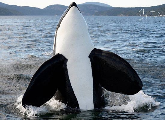A pod of orcas breaching the water during a whale watching tour off the coast of Vancouver.
