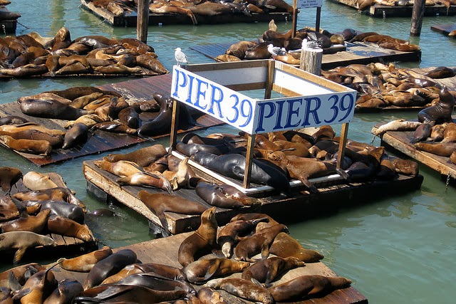 A group of sea lions lounging on the docks at Fisherman's Wharf in San Francisco